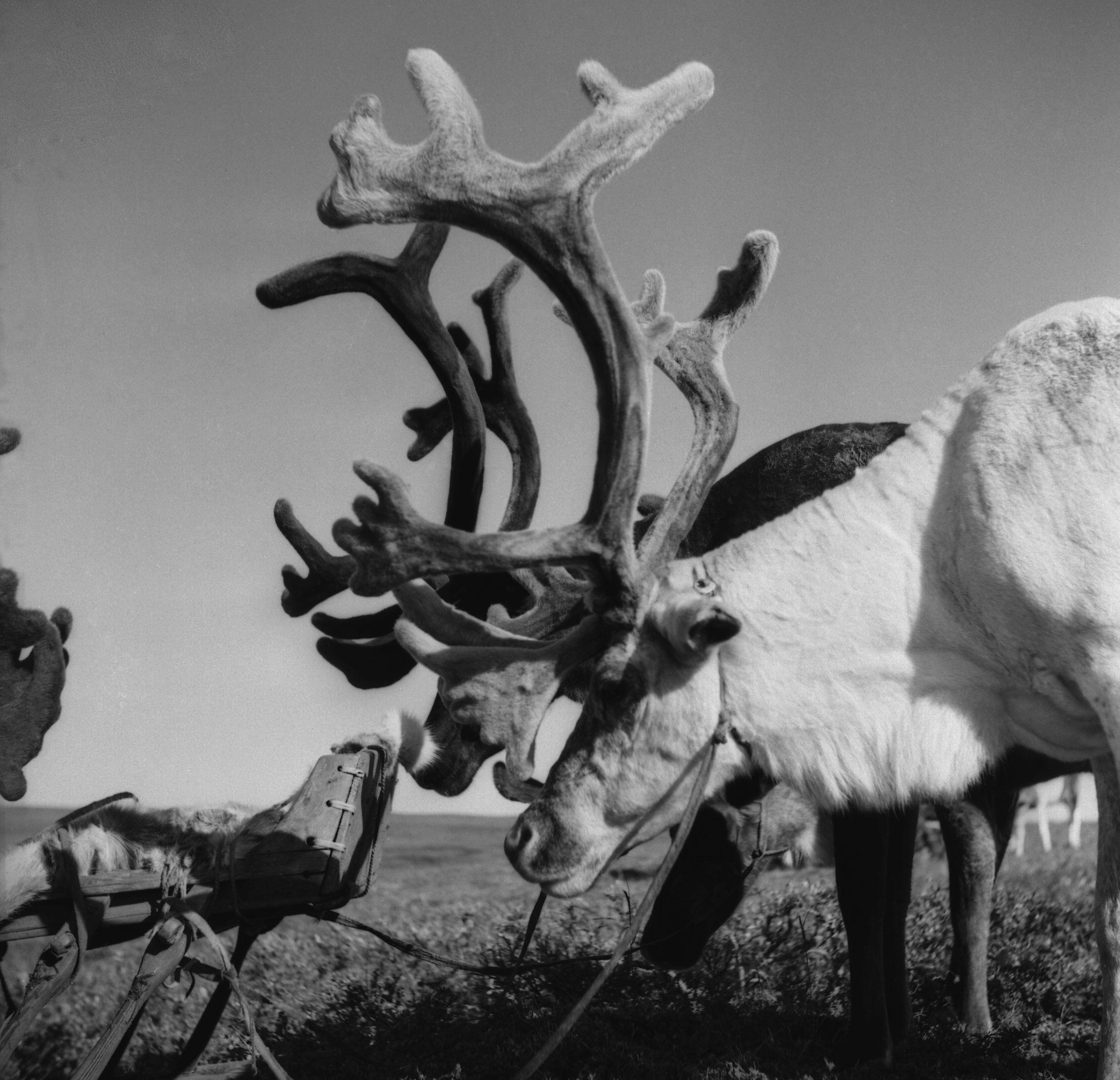 Filmivõtetel tundras - Foto Tõnu Seilenthal