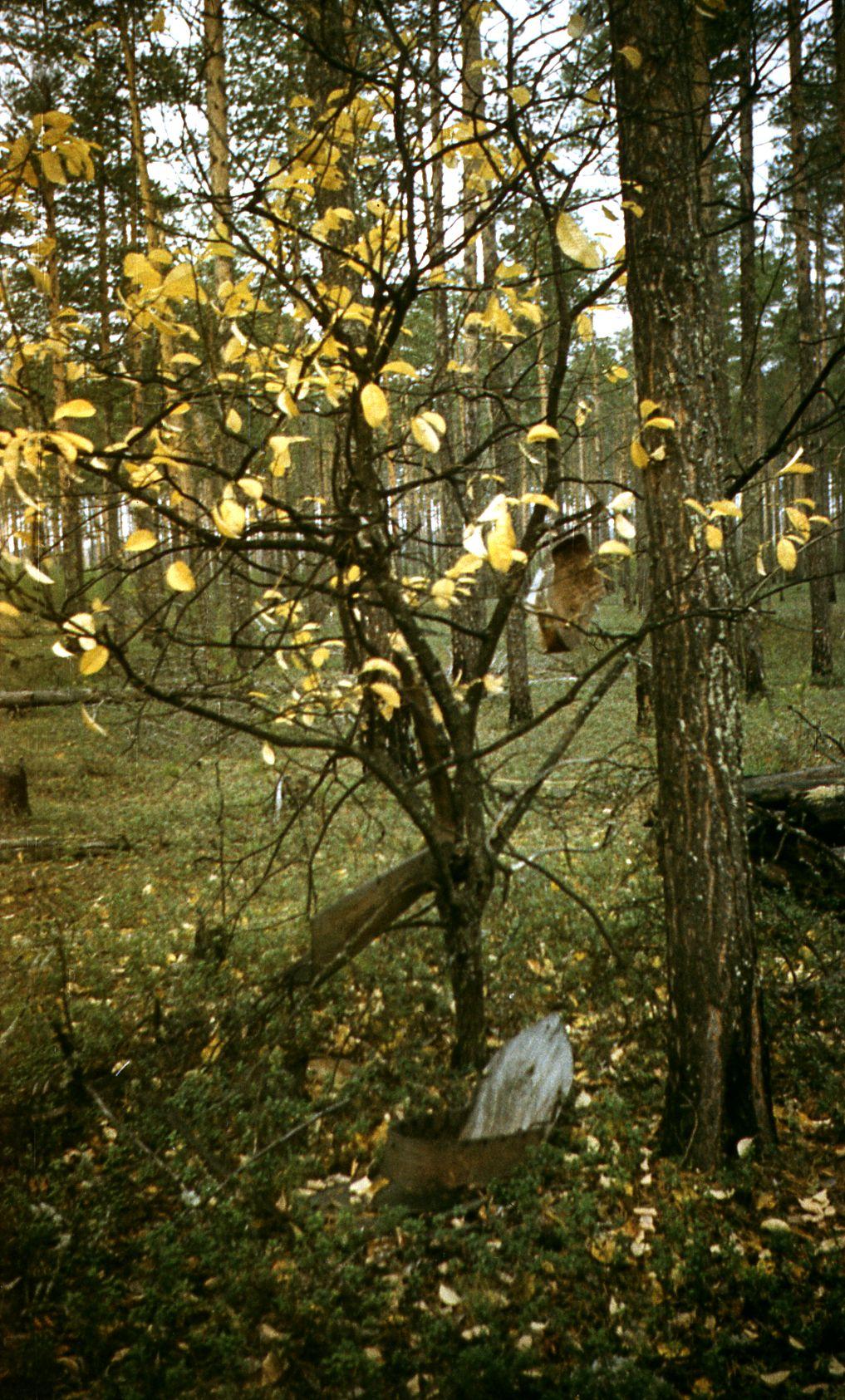 Filmivõtted Tõltšinite suveleeris (1985) - Foto Ago Ruus