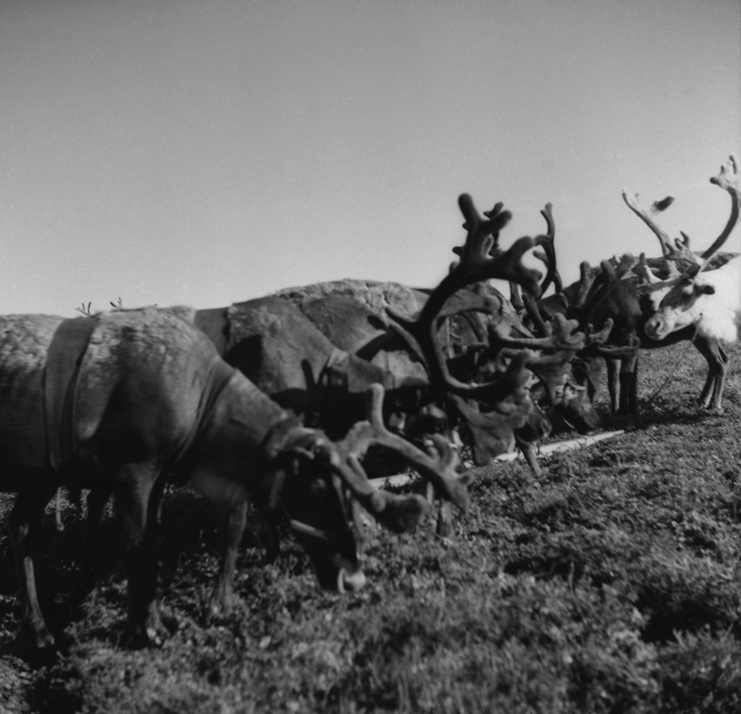 Filmivõtetel tundras - Foto Tõnu Seilenthal