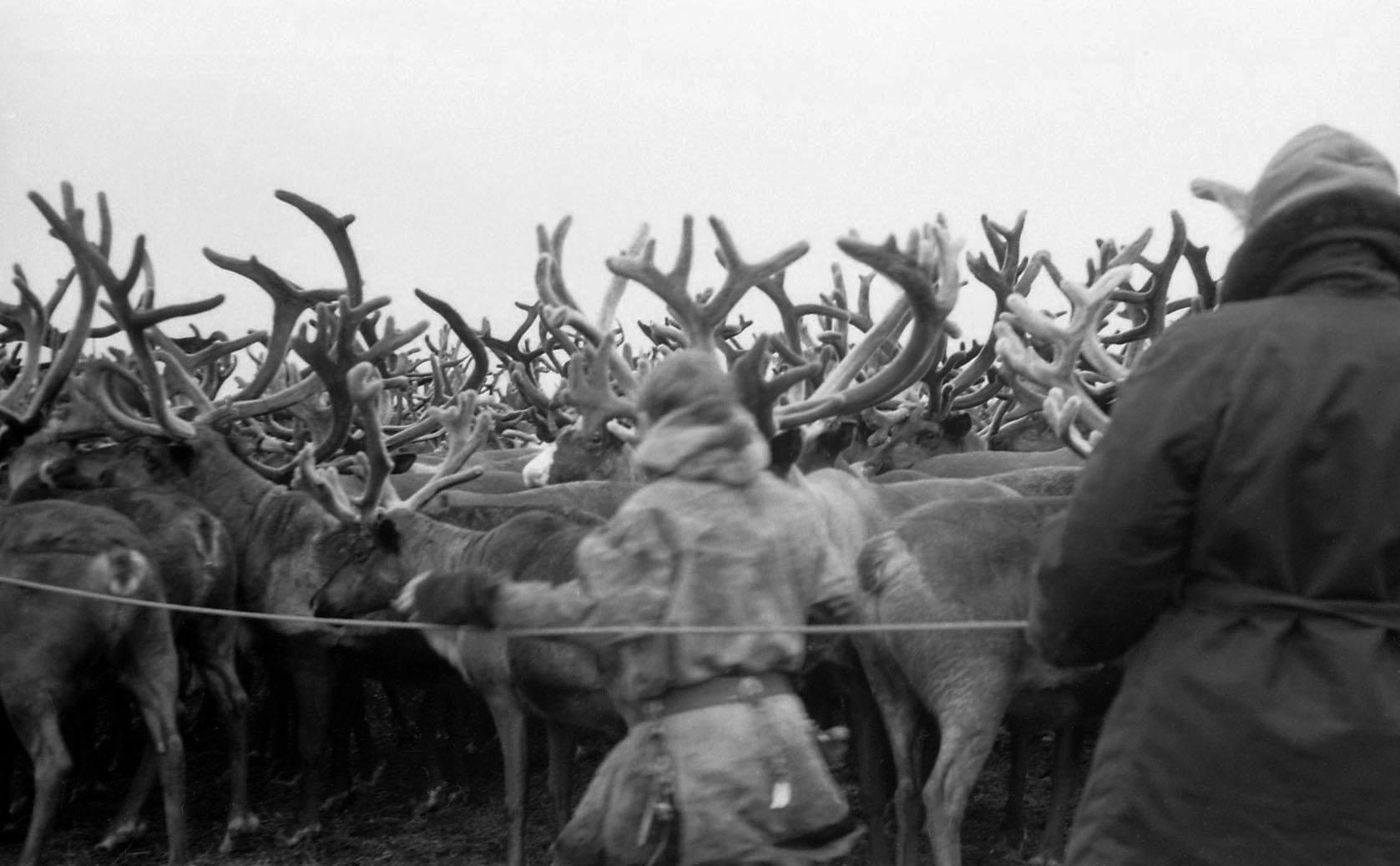 Filmivõtetel tundras - Foto Tõnu Seilenthal