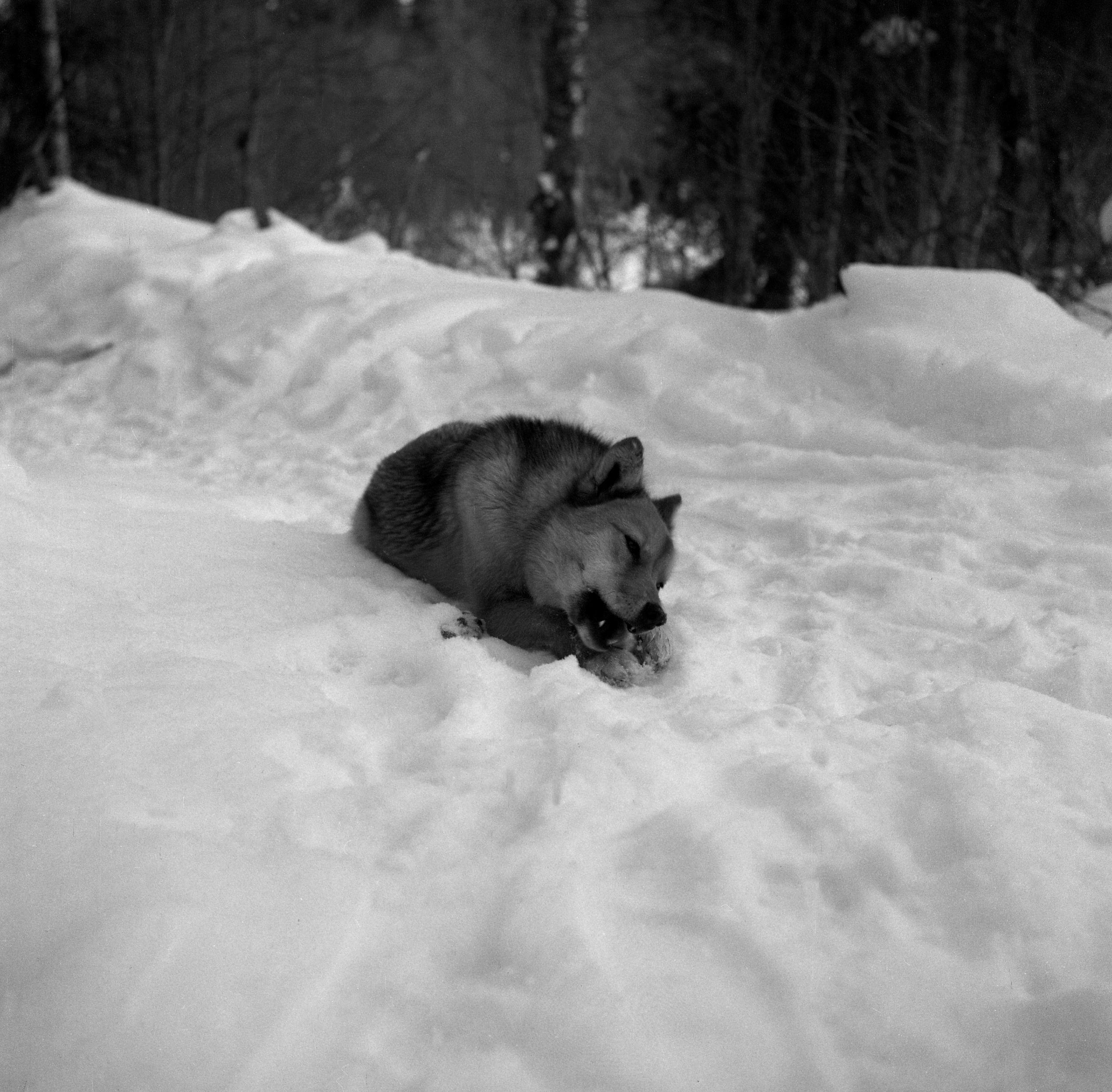 Filmivõtetel Komis - Foto Tõnu Seilenthal