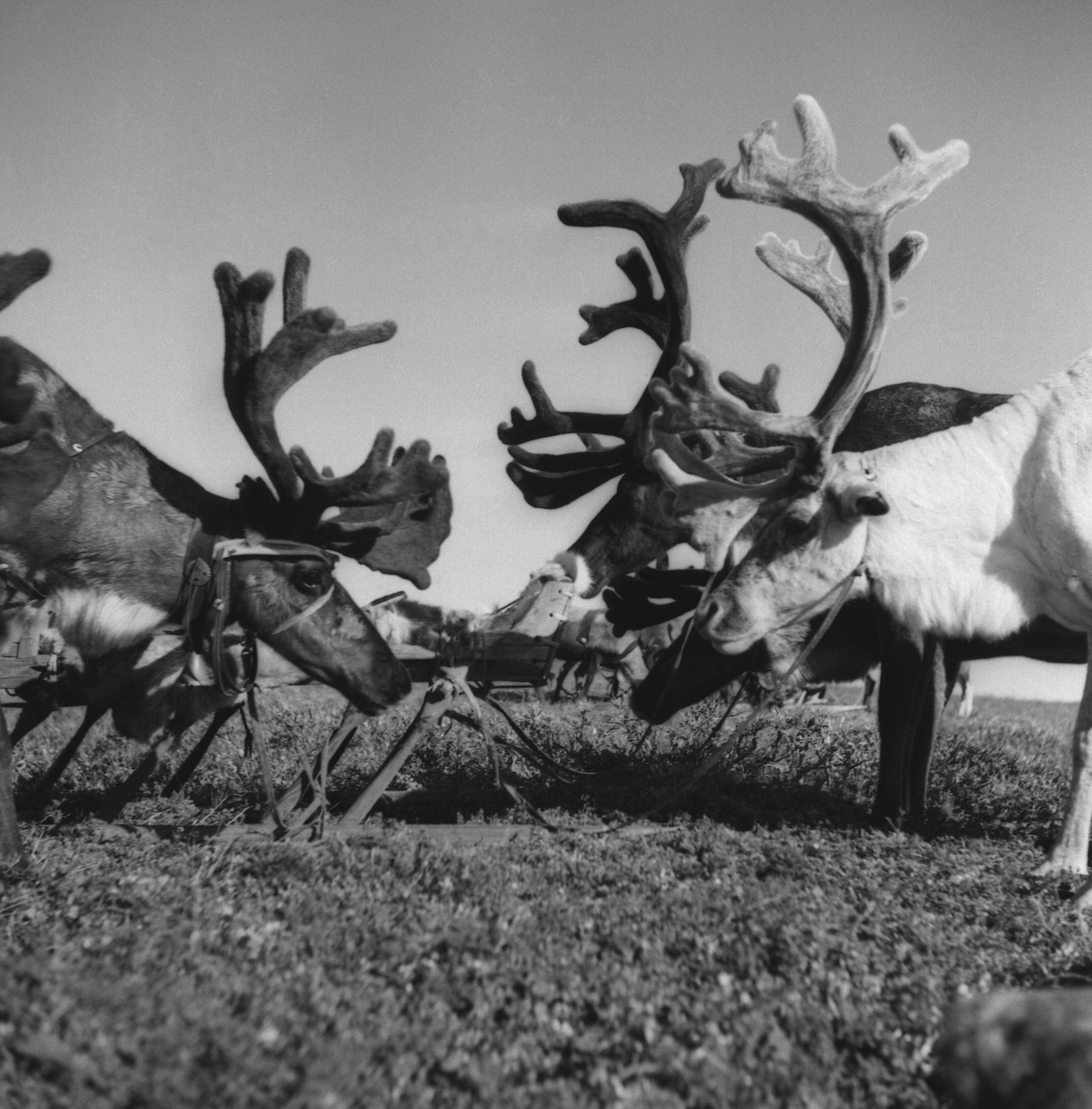 Filmivõtetel tundras - Foto Tõnu Seilenthal