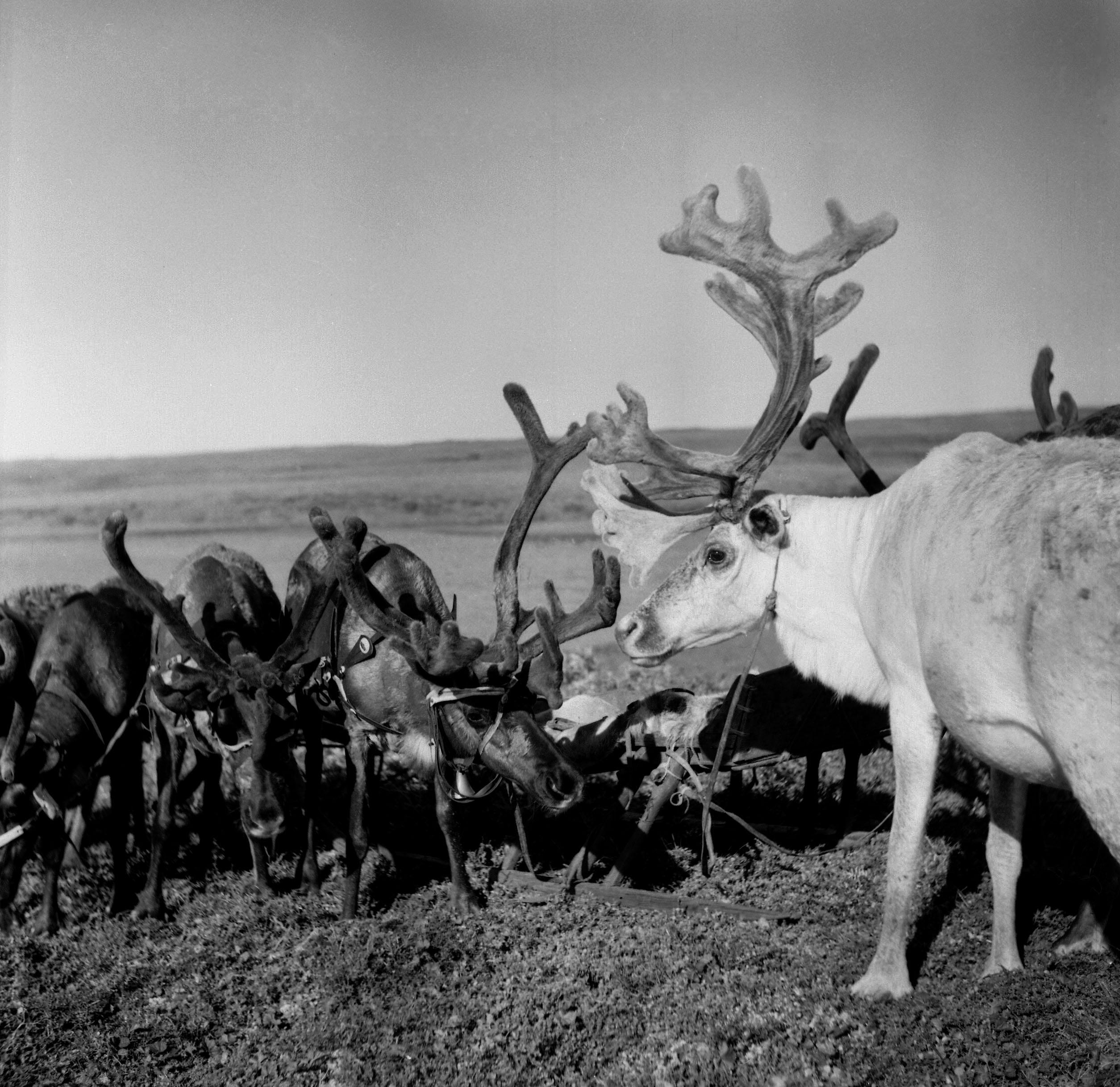 Filmivõtetel tundras - Foto Tõnu Seilenthal