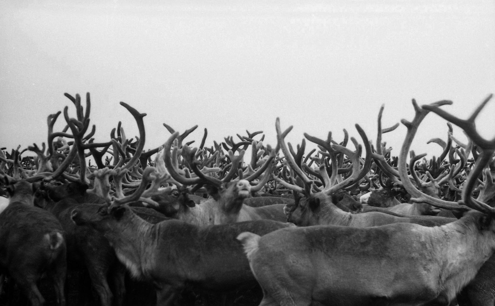 Filmivõtetel tundras - Foto Tõnu Seilenthal